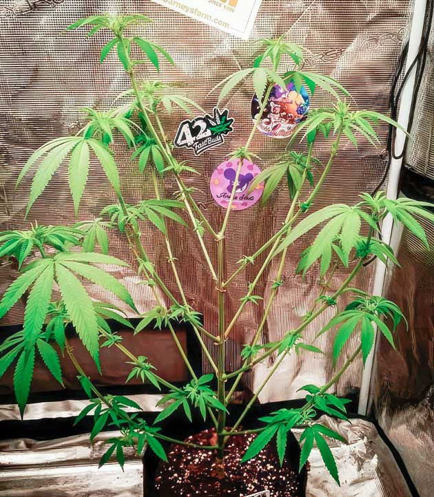 Куст Banana Punch от Barney's Farm ростом 70 см