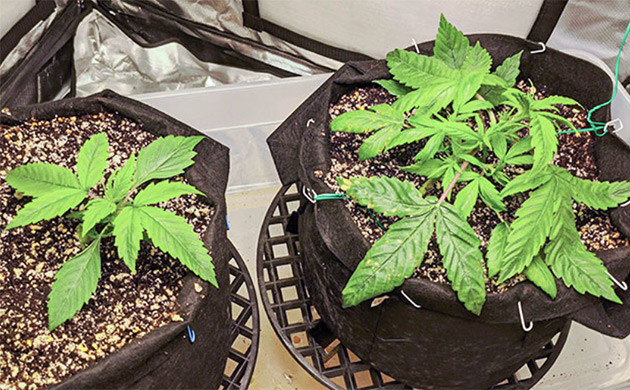 3 неделя выращивания конопли