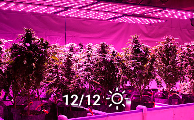 Световой режим 12/12