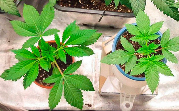 1-3 неделя сорта Poddy Mouth