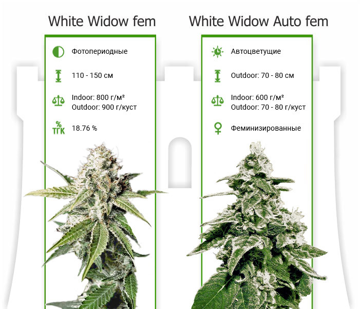 Характеристики сортов White Widow от GHS
