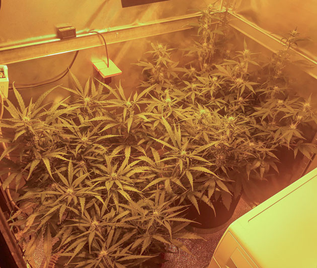 Кусты в гроубоксе