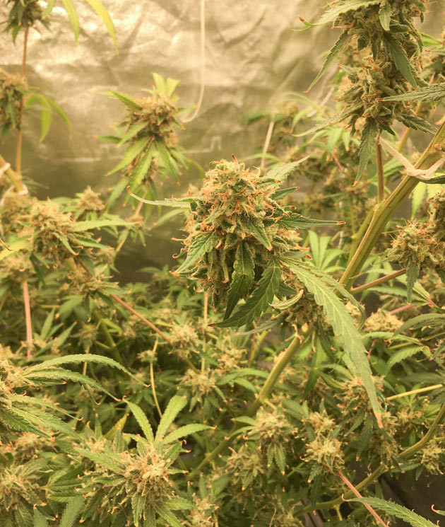 Куст DDoS #33 от Herbies Seeds на 14 неделе