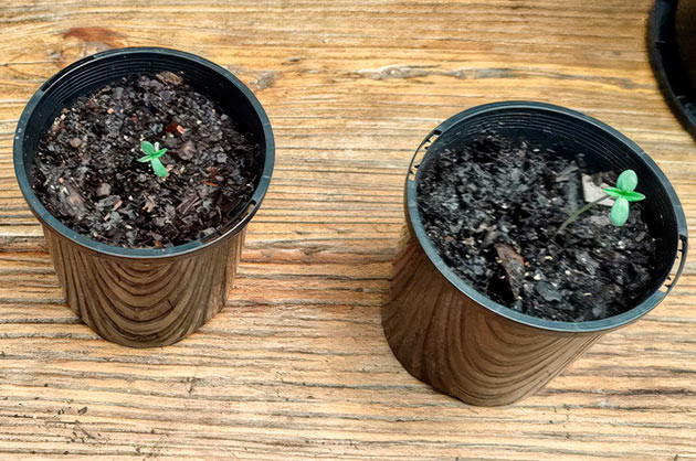 Проращивание сорта Lemon Tree