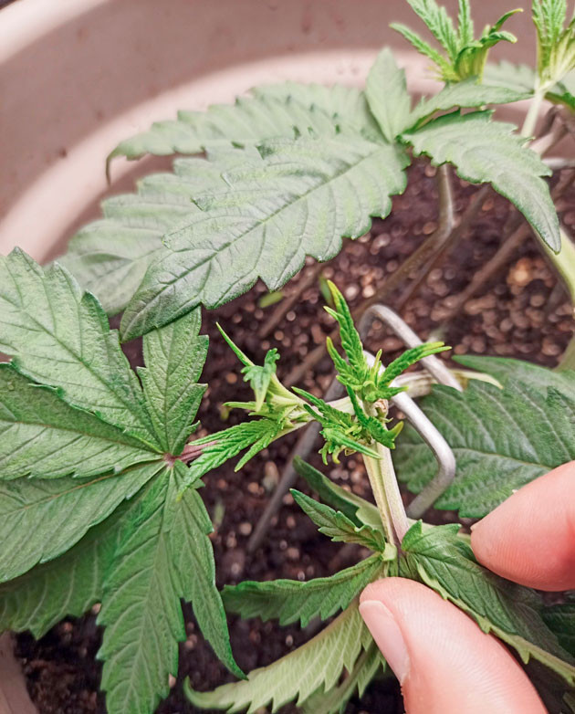 Куст Bruce Banner #3 на 4 неделе выращивания