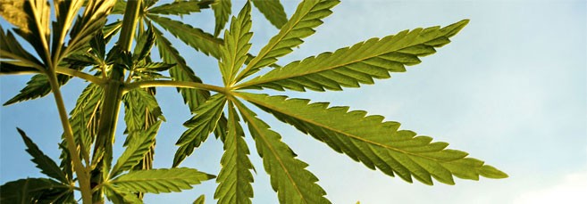 Автоцветущие сорта конопли для аута со скидкой