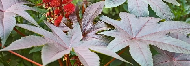 Клещевина, похожая на коноплю