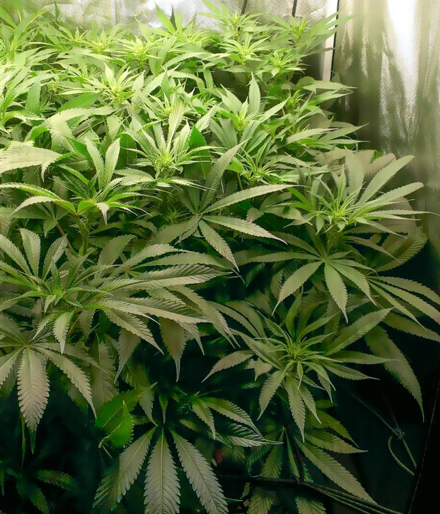 Куст Green Gelato от RQS на 11 неделе