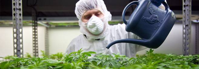 Правила полива конопли