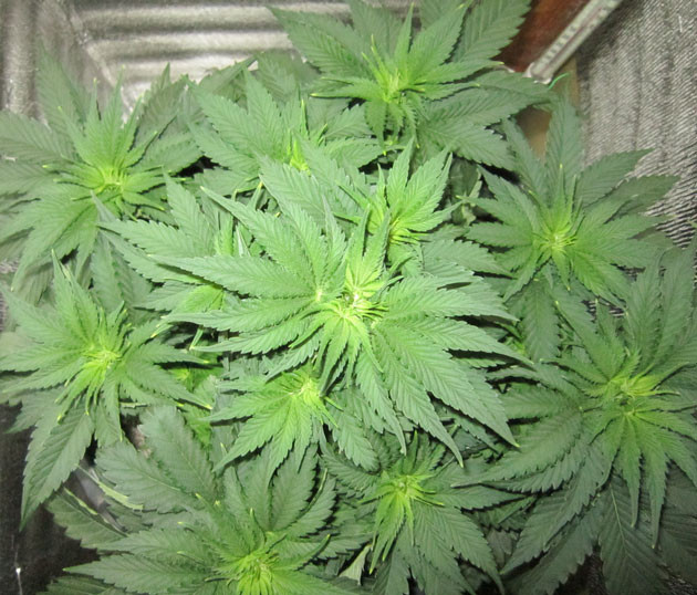 Куст Dozy Cookies от AlphaFem Seeds на 4 неделе выращивания