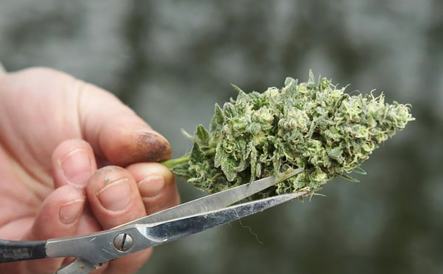 Маникюринг созревшей колы