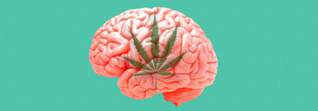 Влияние марихуаны на мозг человека