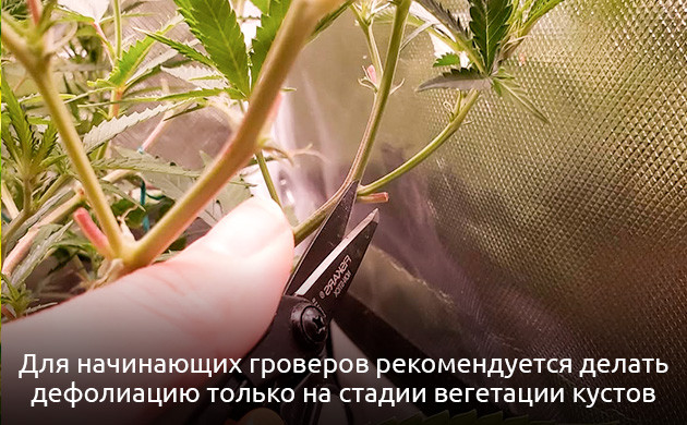 Правила дефолиации конопли