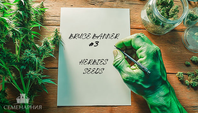 Выращивание сорта Bruce Banner #3