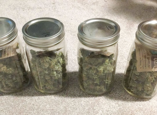 Урожай и впечатления от сорта