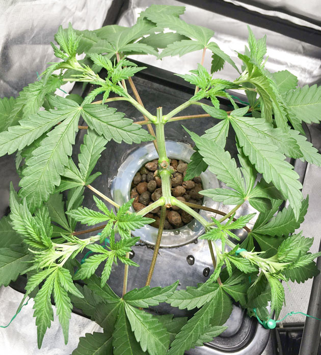 Куст DDoS #33 на 4 неделе выращивания