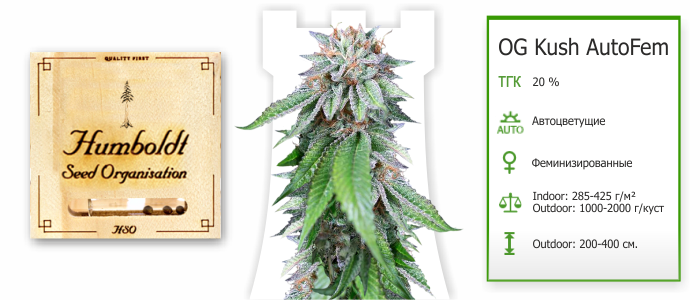 OG Kush Auto