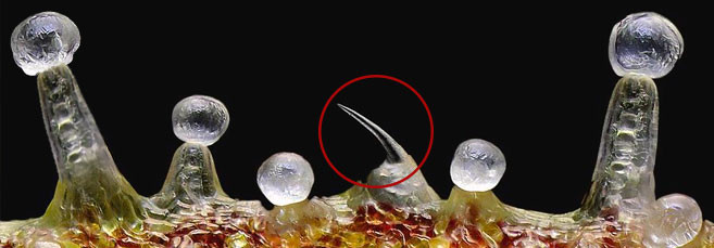 Как выглядят луковичные железы под увеличением