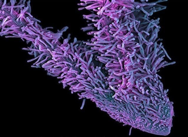 Пестик женского цветка каннабиса сдвоен