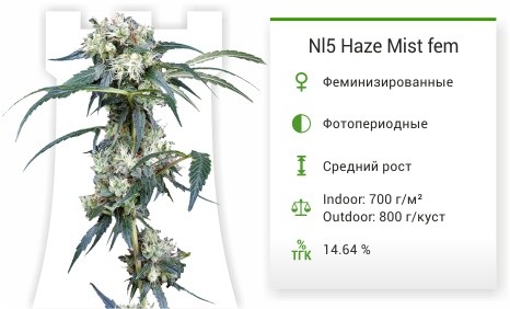 NL5 Haze Mist fem от Green House Seeds