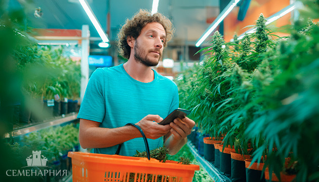 Как подобрать нужный сорт марихуаны