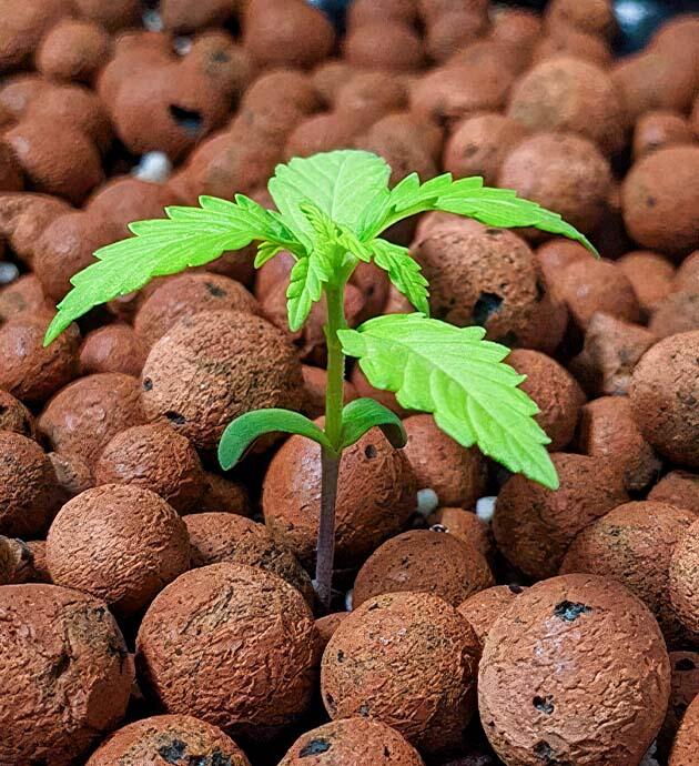 Выращивание Gorilla Glue Auto от FastBuds