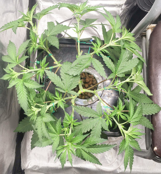 Куст DDoS #33 от Herbies Seeds на 5 неделе