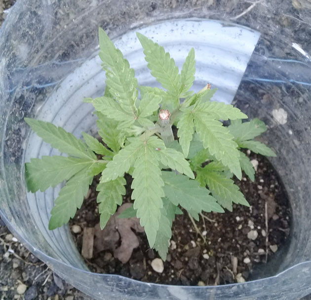 Куст после топпинга