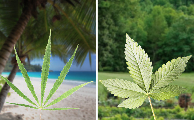 Место выращивания сативы и индики