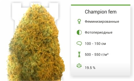 При заказе на 4000 рублей семечко в подарок