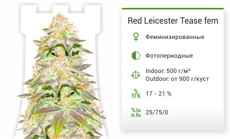 Leicester Tease fem (Dr. Krippling Seeds)