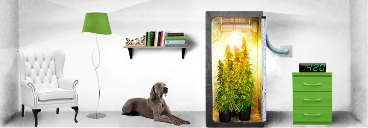 Каннабис в индоре