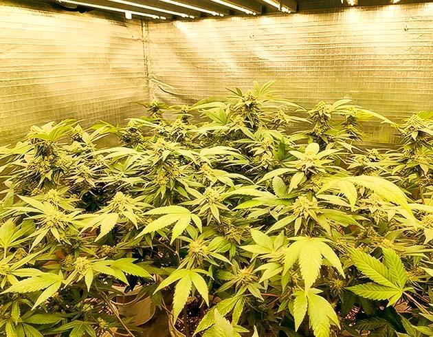 Кусты Godzilla Glue #4 от Herbies Seeds на 8 неделе