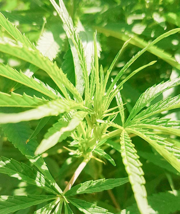 Куст Runtz Muffin от Barney's Farmна 21-22 неделе выращивания