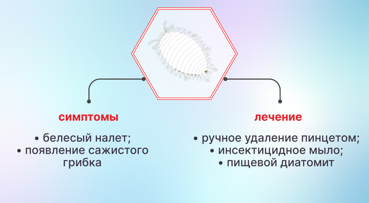 Мучнистый червец на конопле