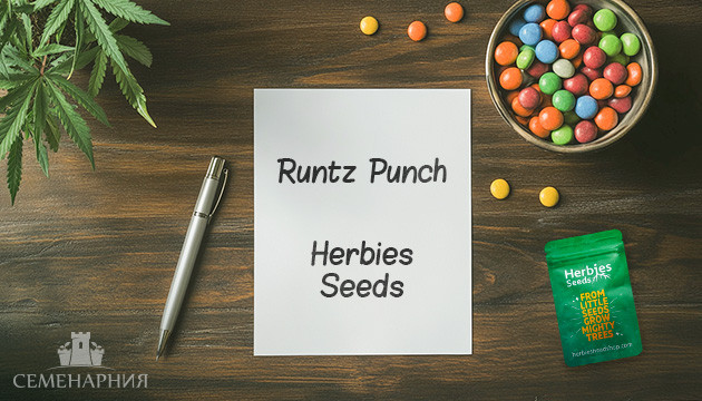 Выращивание сорта Runtz Punch