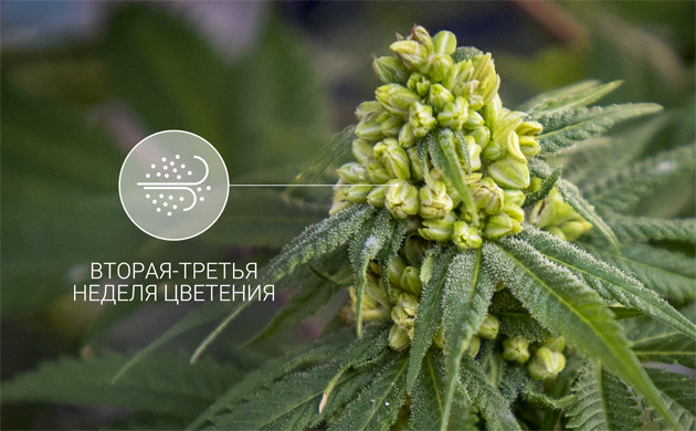 Опыление происходит на 2 или 3 неделе цветения