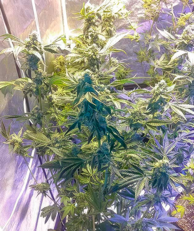 Кусты Vanilla Frosting на 13-15 неделе выращивания