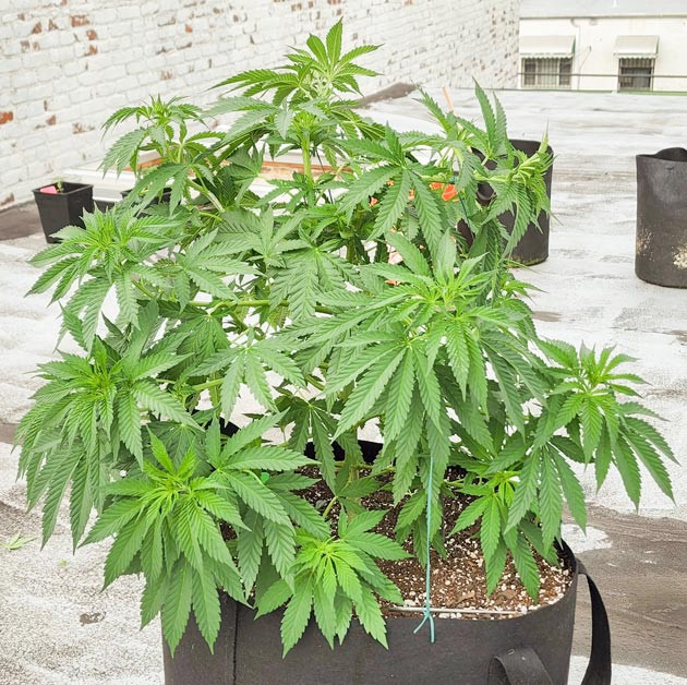 Куст ростом 50 см после тренировок