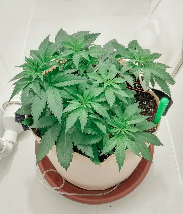 Куст Blackberry Moonrocks на 26 день