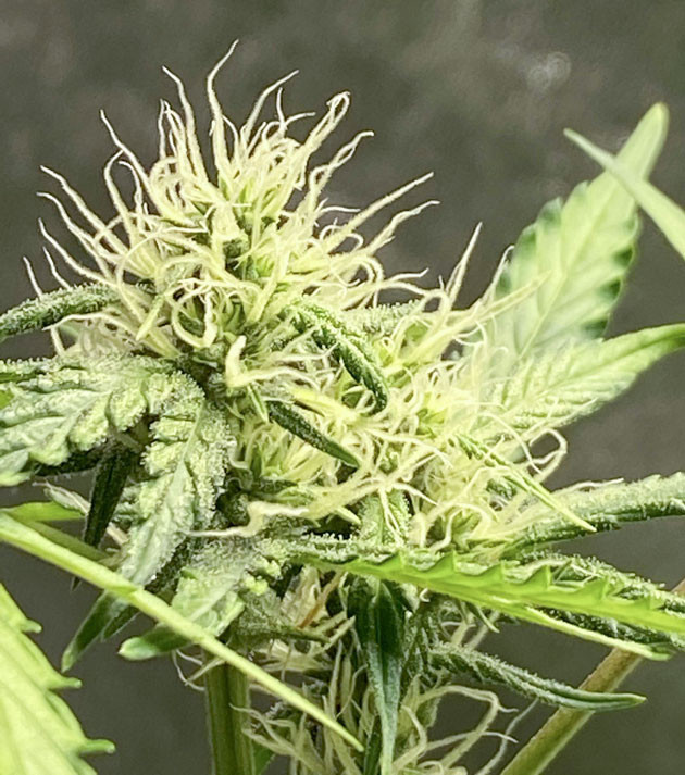 Кусты Banana Purple Punch Auto на стадии цветения