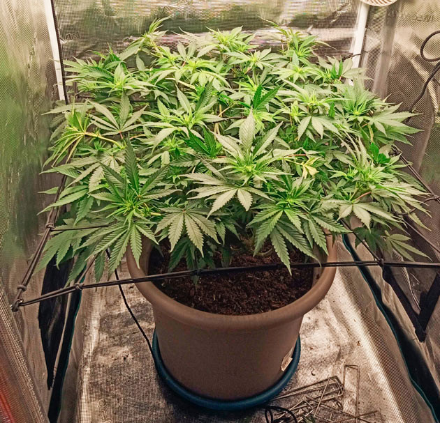 Куст Bruce Banner #3 от Herbies Seeds ростом 44 см