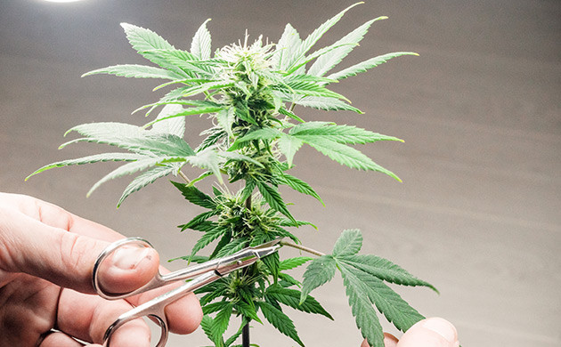 Дефолиация на фазе цветения