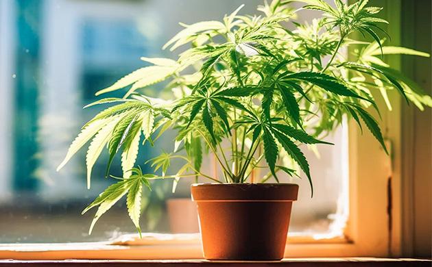 Выращивание конопли в цветочном горшке