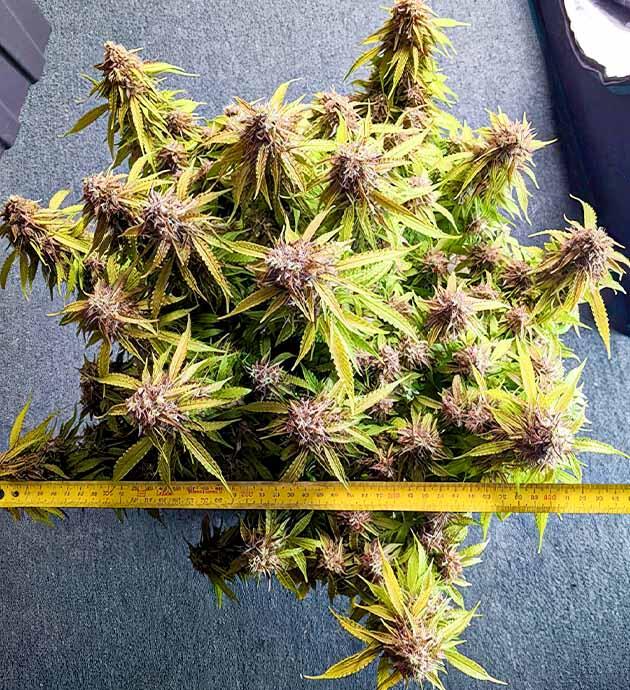 Куст Gorilla Glue Auto на 13-14 неделе выращивания