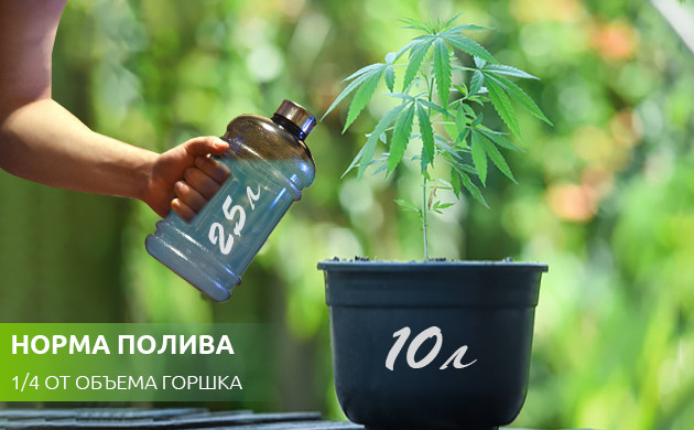 Полив куста четверть от объема горшка