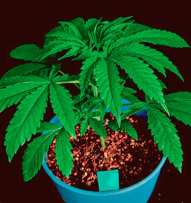 Растишка DDoS #33 от Herbies Seeds на 2 неделе