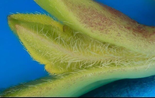 Пятидневный росток каннабиса