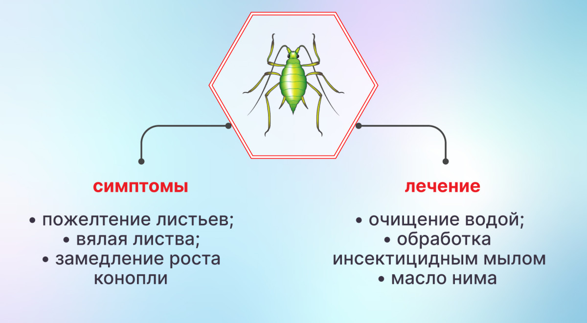 Тля на конопле