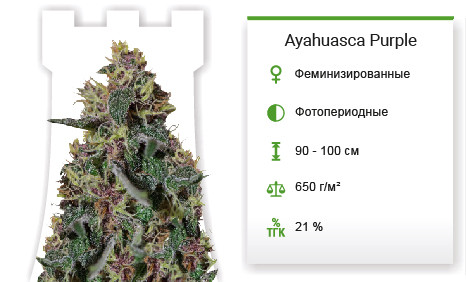 Ayahuasca Purple от Barney's Farm